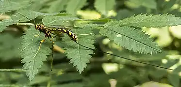 Megarhyssa superba ♀