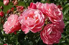 ‘Mein schöner Garten’, Kordes, 1997