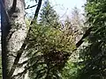 Melampsorella caryophyllacearum (Geäst)