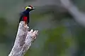 Gelbbrauenspecht (Melanerpes cruentatus)