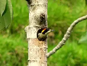 Schmuckspecht (Melanerpes pulcher)
