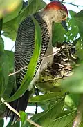 Melanerpes santacruzi