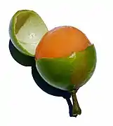 Honigbeere (Guinep, Mamoncillo, Quenepa(e))