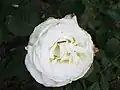 ‘Memoire’, Kordes, 1992