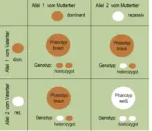 Bild 1: Die rezessive Erbanlage tritt nach der Spaltungsregel in Erscheinung.