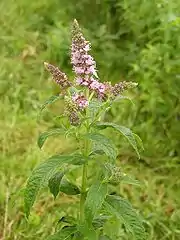 Rossminze (Mentha longifolia)