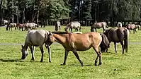Dülmener Wildpferde (im Merfelder Bruch)