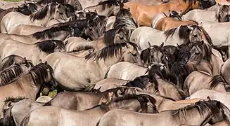 Aalstriche beim Dülmener Wildpferd