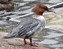 Gänsesäger