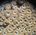 schüsselförmigMerismodes fasciculata