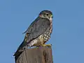 Merlin