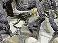 Schönnatter in französischem Zoo