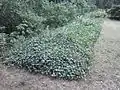 Reihengrab mit Bombenopfern auf Friedhof Meuselwitz