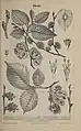Gegenüberstellung von Flatterulme (unten) und Feldulme (oben) aus Meyers Konversationslexikon, vol. 14, 1885 bis 1890