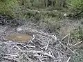 Quelle am Donnerskopf
