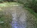 Oberer Teich