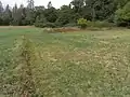 Durch die Wiese