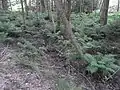 Erlen um Teiche