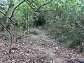 Durch die Hecke