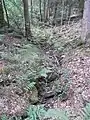 Im Nadelwald