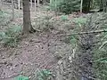 Im Mischwald