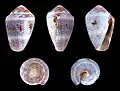 Conus coronatus