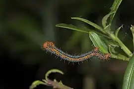 Raupe
