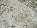 Dinosaurierspuren von Tambuc