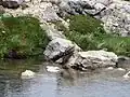 Schwarzmilan (Milvus migrans lineatus)