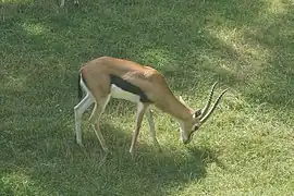 Thomson-Gazelle