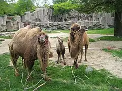Trampeltiere