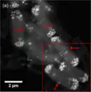 Synechococcus calcipolaris G9, eine Woche gewachsen in BG-11. HAADF-STEM-Aufnahme von sieben Zellen. Ausschnitt: