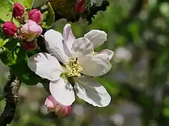 Einzelblüte