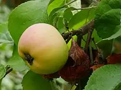 Frucht am Baum