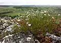 Blick von der Klippe, im Vordergrund die in Österreich gefährdete Borsten-Miere (Minuartia setacea).