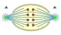 halboffene Orthomitose