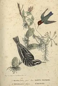Kletterwaldsänger (Mniotilta varia (Linnaeus, 1766)) und Bienenelfe (Mellisuga helenae). Lithografie von Luis Marquier aus der Calle De Lamrilla No. 96 in Havanna (Tafel zur Originalbeschreibung). Illustrator war Laureano Fernández.