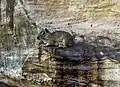 Mocó (Bergmeerschweinchen)