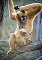 Nördlicher Weißwangen-Schopfgibbon mit Jungtier