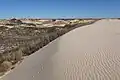 Monahans Sandhills State Park