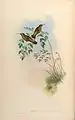 Lampornis castaneoventris illustriert von John Gould