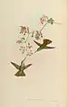 Amazilia Ocaí illustriert durch John Gould und Henry Constantine Richter (1821–1902)