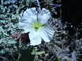 Blüte