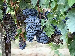 Sangiovese