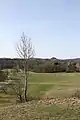 Blick über den Markwasen und Wasenwald aufs Käpfle