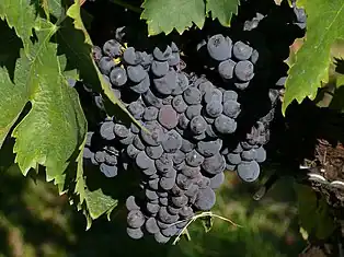 Rebsorte Sagrantino