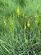Seltene Moorlilie (Narthecium ossifragum) – in der Hildener Heide noch häufiger anzutreffen