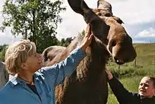 Streichel einer zahmen Elchkuh im Zoo