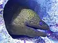 Kidako-Muräne (Gymnothorax kidako)