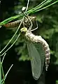 Männchen beim Schlupf